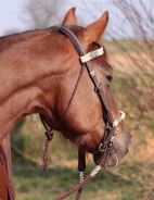 Acorn Bridle 2-in-1 with genuine rawhide